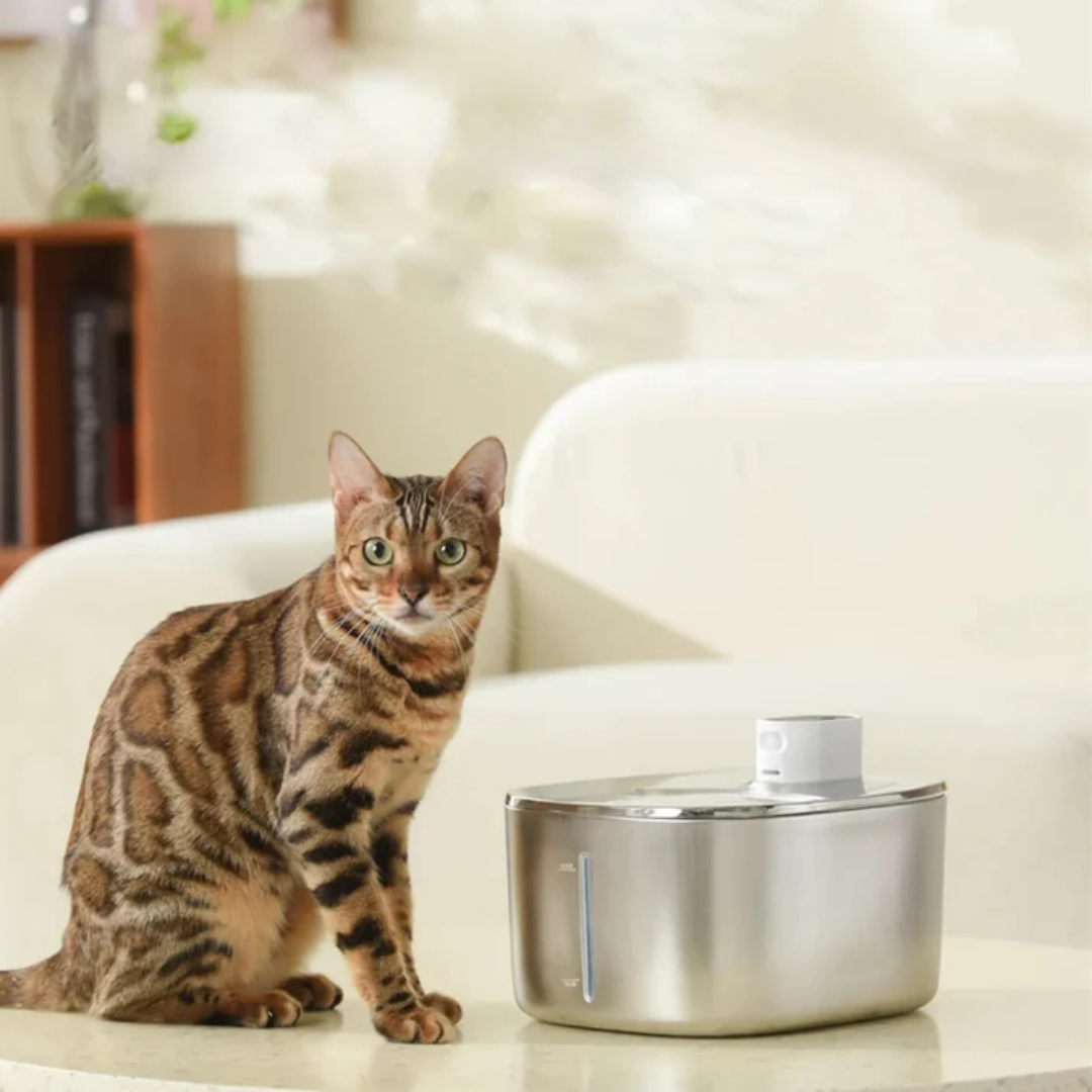 Fonte de Água Automática para Animais